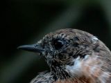 Stonechat - Saxicola torquata - Taravilla - Bitxac