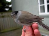 Blackcap - Sylvia atricapilla - Curruca capirotada - Tallarol de casquet