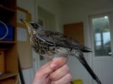 Fieldfare - Turdus pilaris - Zorzal Real - Griva cerdana