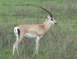 Grants gazelle