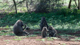 Baboons in shade