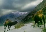 Nubra. Bactrian camels