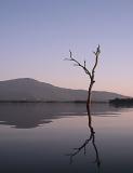 Drowned Tree