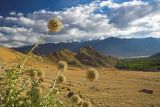 Thistle Heads