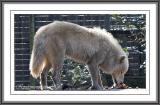 arctic wolf