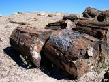 petrified wood