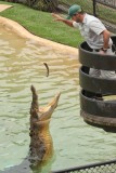 Crocodiles can get a long way out of the water