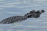 Yellow Water Wetlands crocodile
