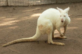 Albino kangaroo