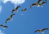 Gulls Overhead