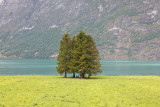 5051 Trees at oppstryn.jpg