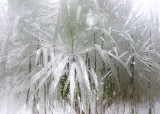 Palm in the winther_0396-2.JPG