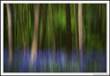 Bluebell Impressions!