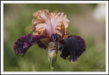 Irisistable Irises