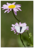 Large white butterfly - pieris rapae (M)