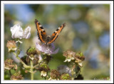 Small tortoishell  feeding- Aglais urticae