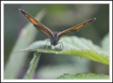 Gatekeeper- Pyronia tithonus.