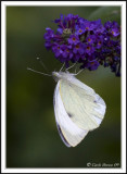 Large white - Pieris brassicae