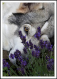 Through the Lavender!