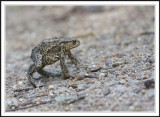 Common Toad - Bufo bufo