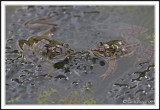 Common frogs in frog spawn -  Rana temporaria