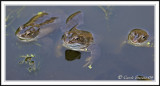 Common frogs -  Rana temporaria