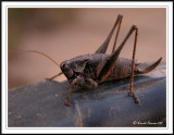 Dark bush cricket washing Phildoptera griseoaptera.