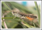 Crickets and Grasshoppers: order Orthoptera