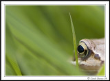 Frogs eye view!