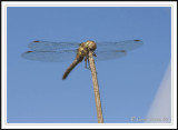 Male Common Darter- Sympetrum striolatum