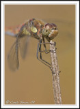 Male Common Darter-  Sympetrum striolatum