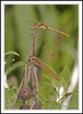 Male and female darters together - Sympetrum striolatum