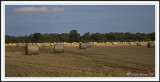 Sunlit bales!