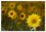 The art of Sunflowers