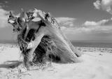 Adrift at covehithe!