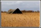 Horsey Marsh!