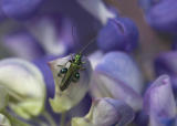 Click beetle - (Oedemera nobilis)  on a Lupin!