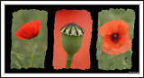 Poppies!