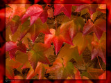 October 2008: Colours of the season