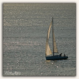 4 - Sail Away - Randy Newman