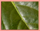 22 - Green Leaves