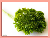 26 - Parsley ...