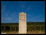 Vineyards