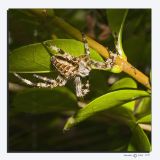 17 augustus: zelfde spin/same spyder