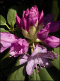 Rhododendron Flower Opening