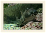 OcéanopolisHeterodontus Portus Jacksoni