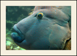 OcéanopolisNapoléon