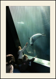 OcéanopolisLe phoque joueur (1)