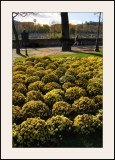 Chrysanthèmes du 11 Novembre