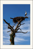 Matre Cigogne, sur un arbre perch, </br>tenait en son  bec</br> un munster baraqu ...